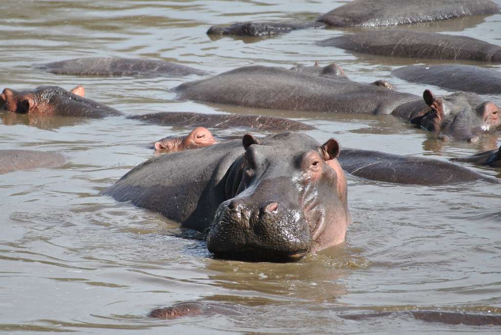 Pollution étonnante : les déjections d'hippopotames tuent des poissons