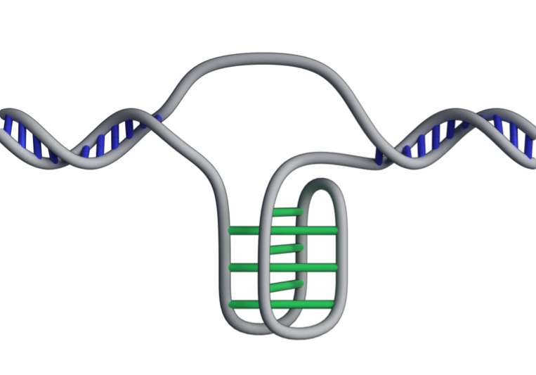 ADN : une nouvelle forme découverte dans des cellules humaines