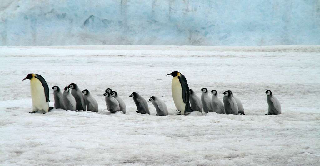 Dix ans pour sauver l’Antarctique… et le reste du monde !