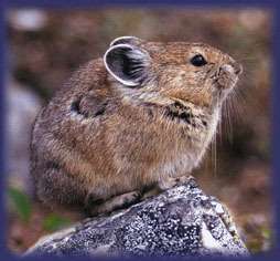 Rare vidéo d'un Ili Pika, surnommé « lapin magique »