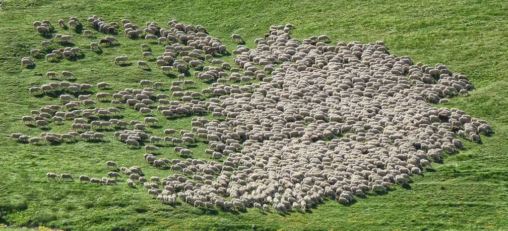 En Nouvelle-Zélande, des moutons émettent 10 % de méthane en moins