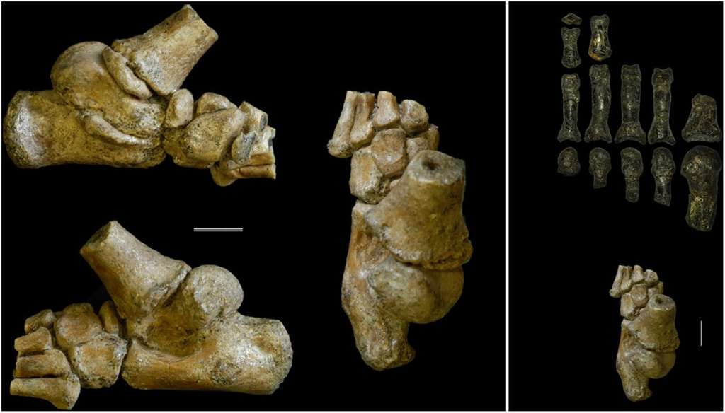 Australopithèques : leurs enfants grimpaient aux arbres