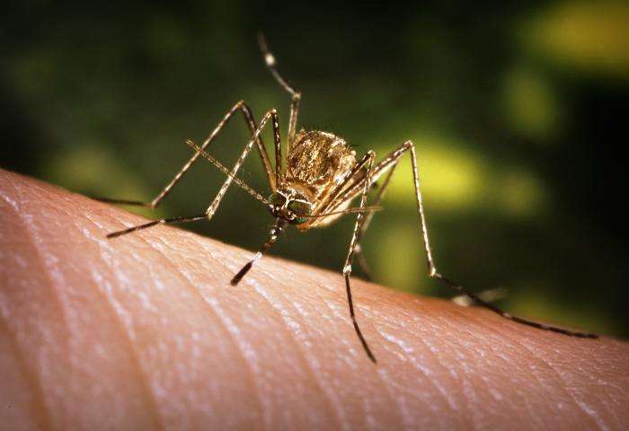 Virus du Nil occidental : une infection transmise par des moustiques en France