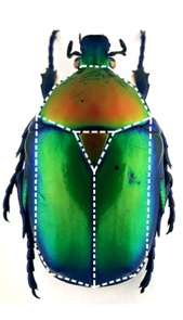 Vue dorsale d'un coléoptère avec, en pointillé, la forme rappelant un scutoïde. © Gómez-Gálvez et al., Nature Communications, 2018