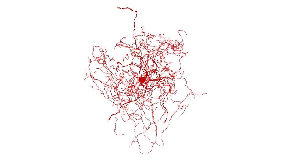 Cerveau : un nouveau type de neurone découvert chez l'Homme