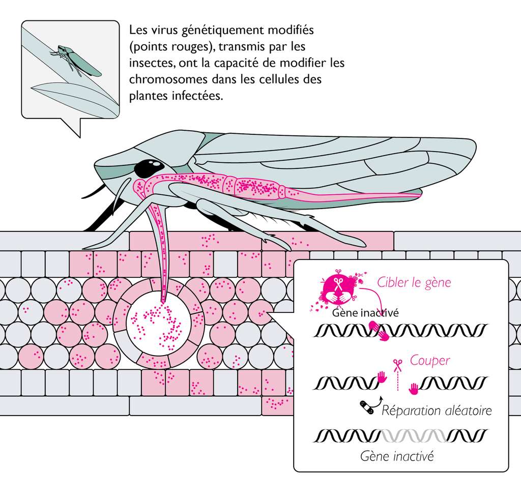 Des insectes porteurs de virus : un projet américain qui inquiète des scientifiques
