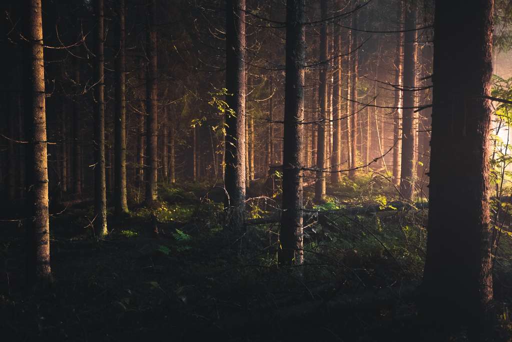 Europe : les forêts ne pourront pas freiner le réchauffement