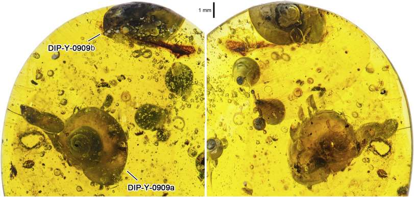 Un escargot conservé dans l'ambre depuis 99 millions d'années