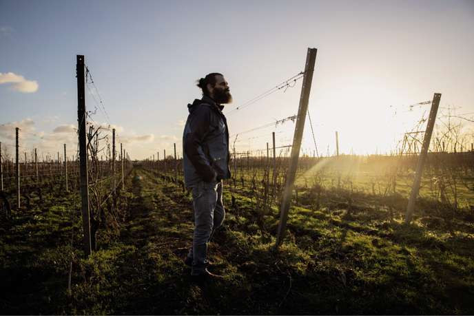 Le réchauffement climatique a transformé la Suède en terre viticole