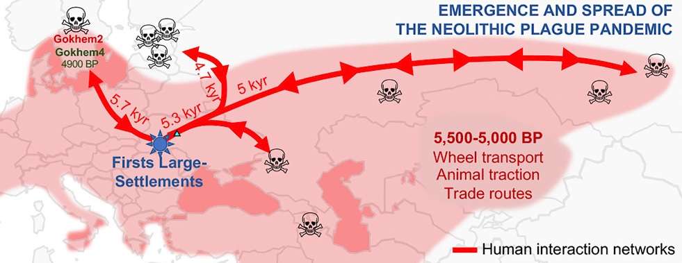 La peste aurait décimé les Européens au néolithique