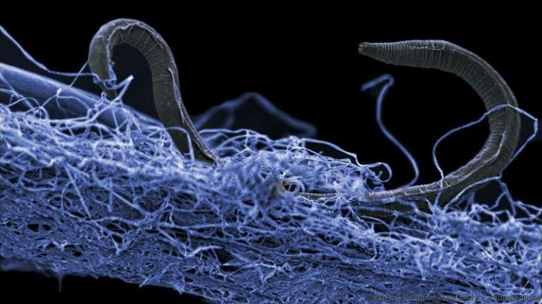 Le plus grand écosystème microbien du monde se cache dans la croûte terrestre