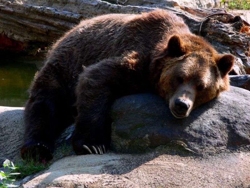 Science décalée : les menstruations humaines attirent-elles les ours ?