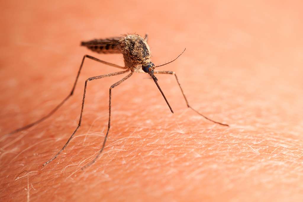 Et si on stoppait les moustiques en leur donnant un coupe-faim ?