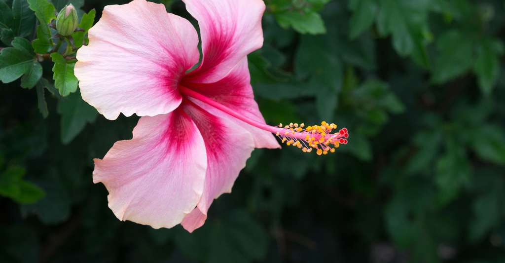 La pollinisation : un service écologique gratuit