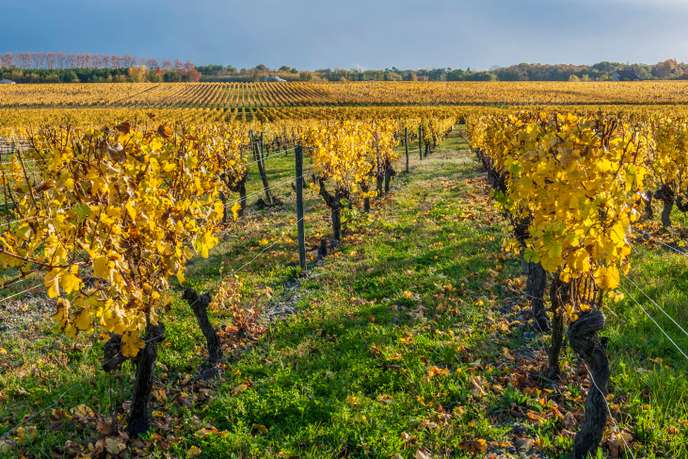 « C’est une grave erreur que de parier sur un avenir stérile pour le vin »