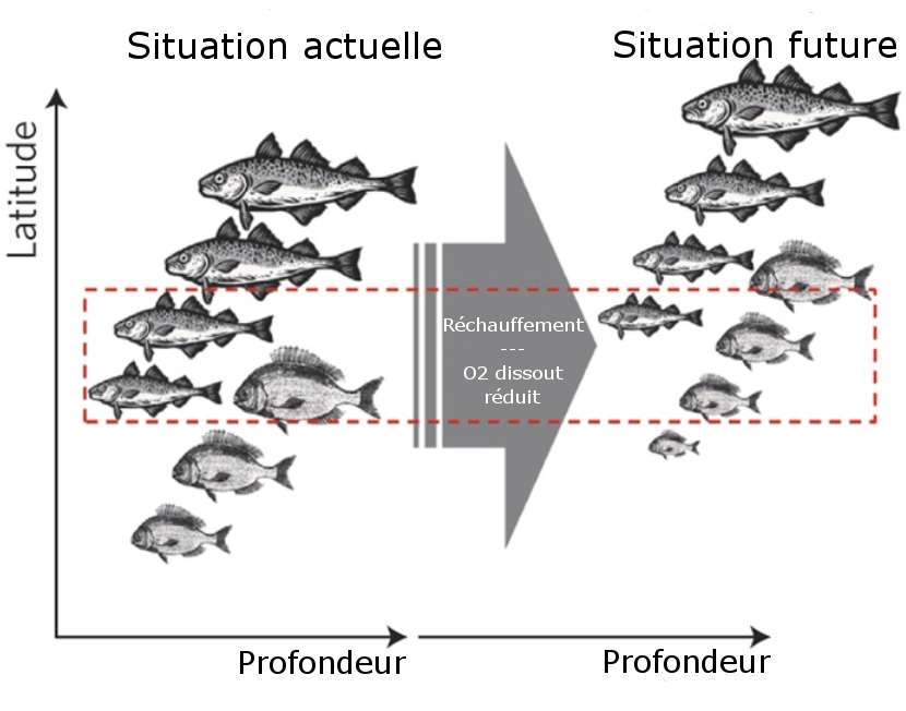 Réchauffement climatique : jusqu'à 35 % de poissons de moins dans les océans