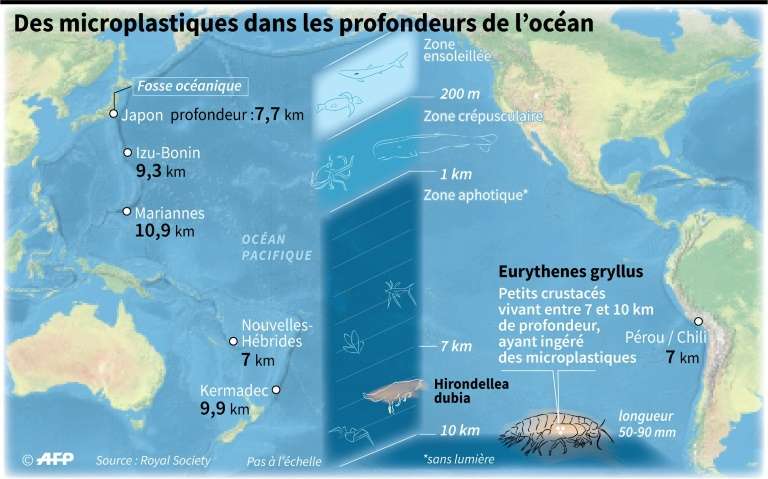 Des microplastiques retrouvés jusque dans la fosse des Mariannes