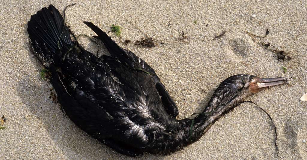 Que faire si vous retrouvez un oiseau mazouté sur une plage ?