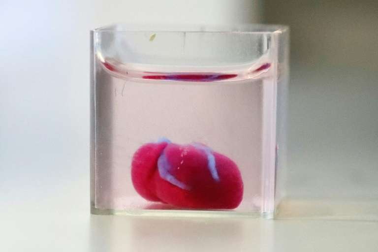 Un cœur imprimé en 3D avec des cellules humaines