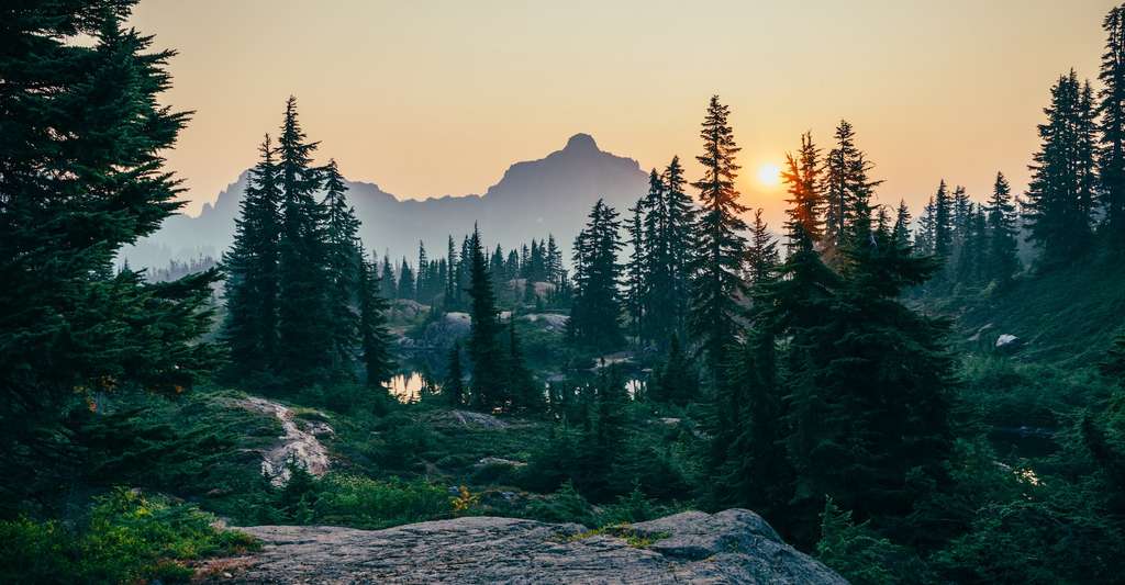 Réchauffement climatique : planter des arbres aide-t-il vraiment ?