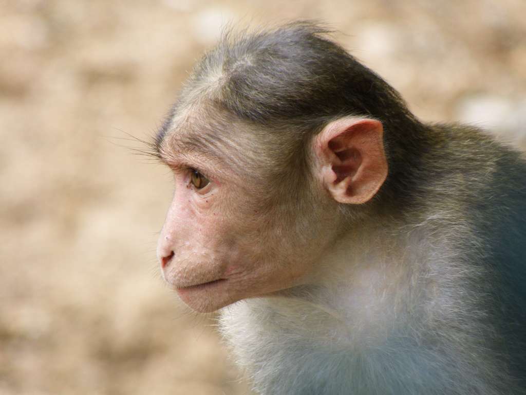 Un gène de cerveau humain implanté chez des singes