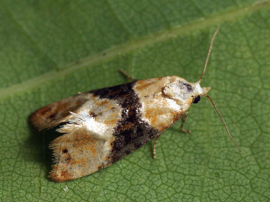 M2i : la startup française qui nous débarrasse des insectes avec ses phéromones