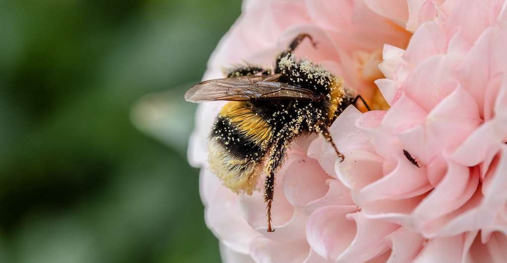 La biodiversité menacée par l’effet domino