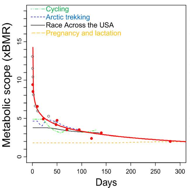 La dépense énergétique totale (DET ou BMR en anglais) suit une courbe logarithmique et tend vers la barre de 2,5 fois la dépense métabolique de base (DMB). © Caitlin Thurber et al, Science Advances, 2019