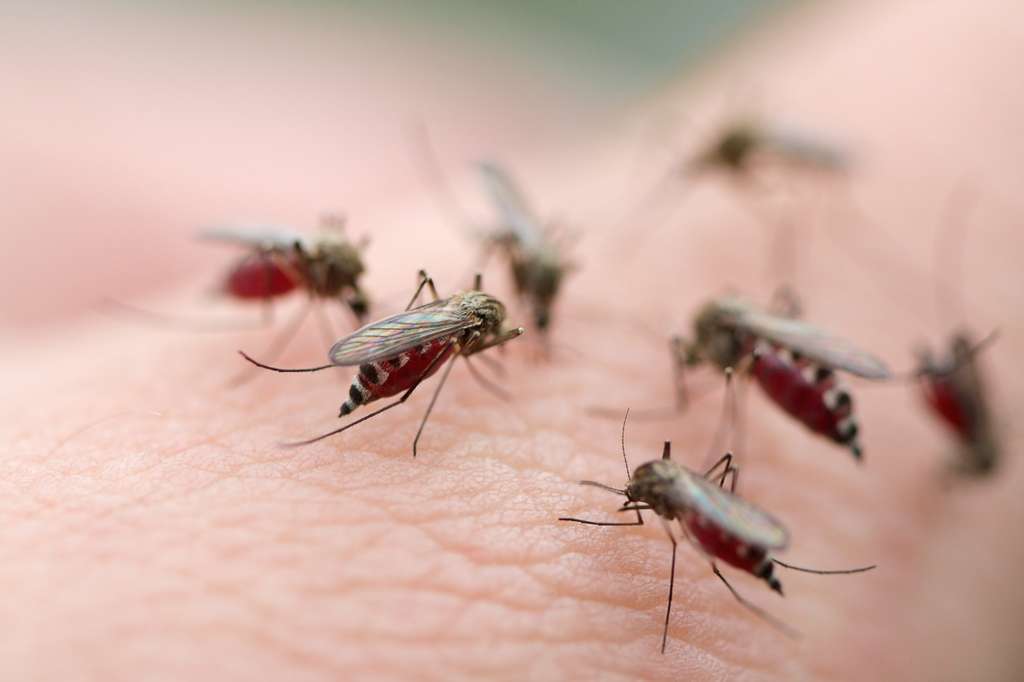 La Darpa veut rendre la peau des soldats résistante aux moustiques