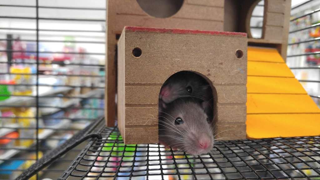 La lumière bleue altère la sécrétion d'insuline chez les souris