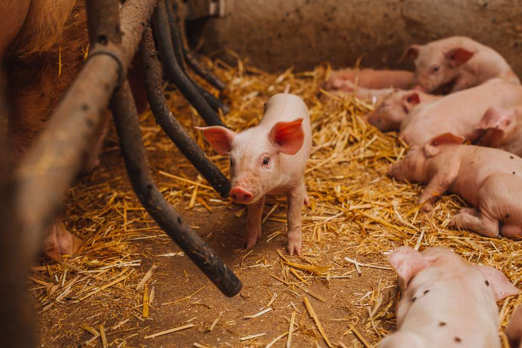 Le bisphénol S serait plus dangereux que le bisphénol A