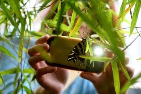 Sciences participatives : les chercheurs ont besoin de vous cet été pour recenser la biodiversité
