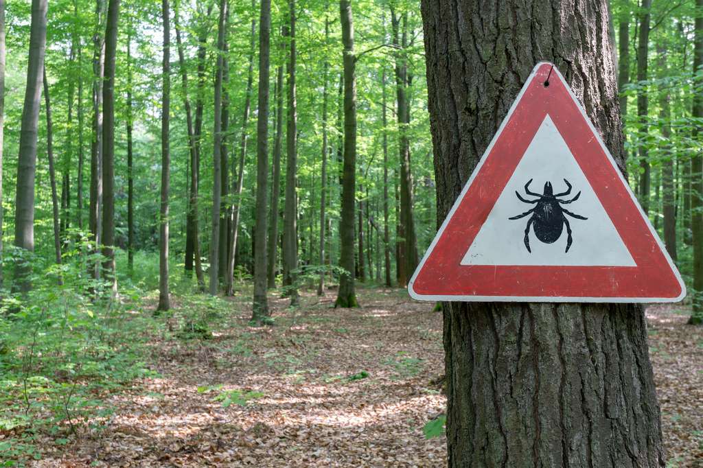 Maladie de Lyme : le Pentagone a-t-il utilisé les tiques comme arme biologique ?