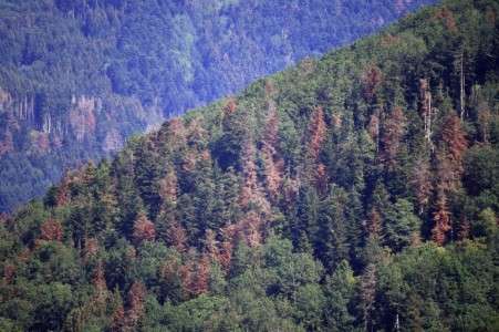 Sécheresse : les forêts des Vosges sont en train de rougir