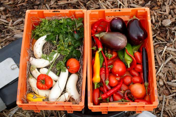 Si les prix des fruits sont à la baisse en 2019, les légumes sont toujours plus chers