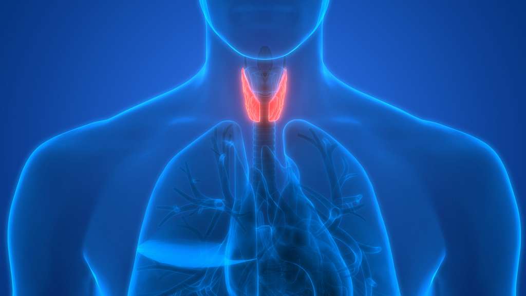 La thyroïde est un organe qui produit des hormones. Le Levothyrox vise à compenser un déficit en hormones thyroïdiennes. © magicmine, Fotolia