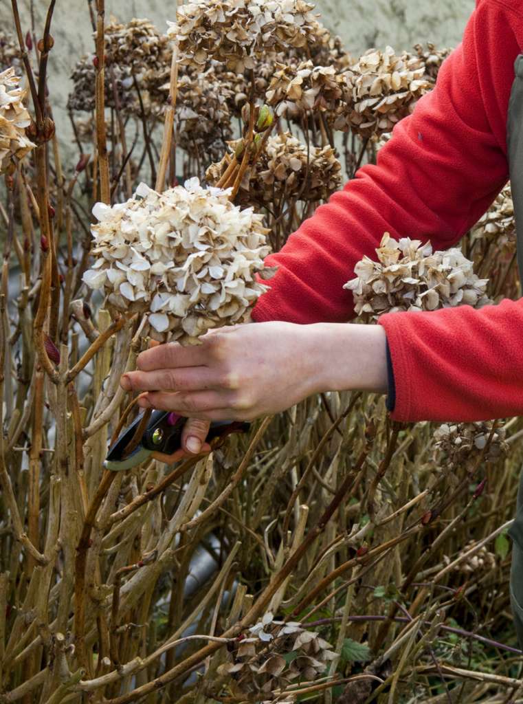 Les fleurs fanées de l