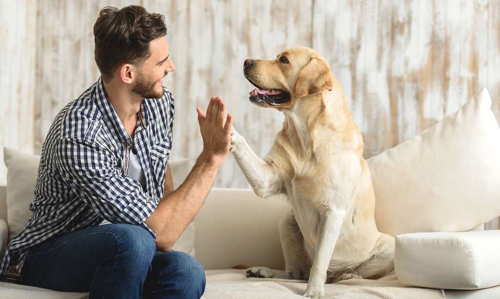 Proposez-lui suffisamment d’occupation, offrez-lui assez d’attention et un chien vivra aussi heureux dans un appartement que dans une maison avec jardin. © YakobchukOlena, Fotolia