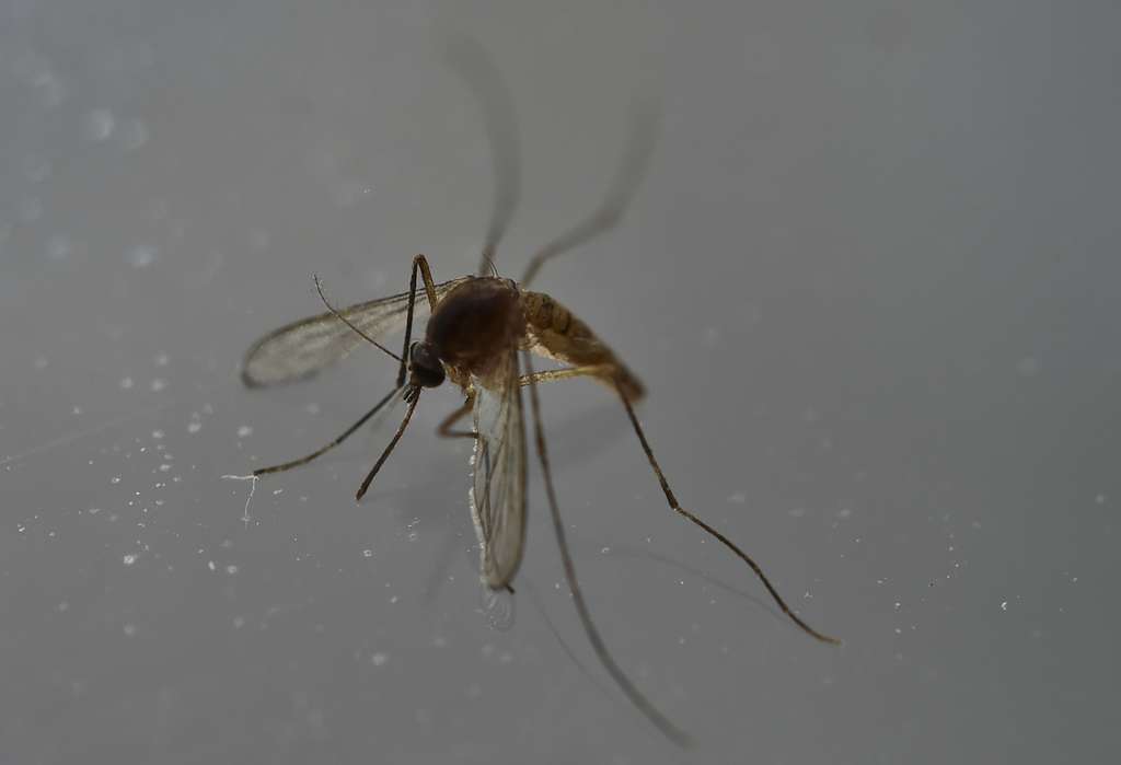Plusieurs maladies véhiculées par les moustiques sévissent encore dans certaines régions d