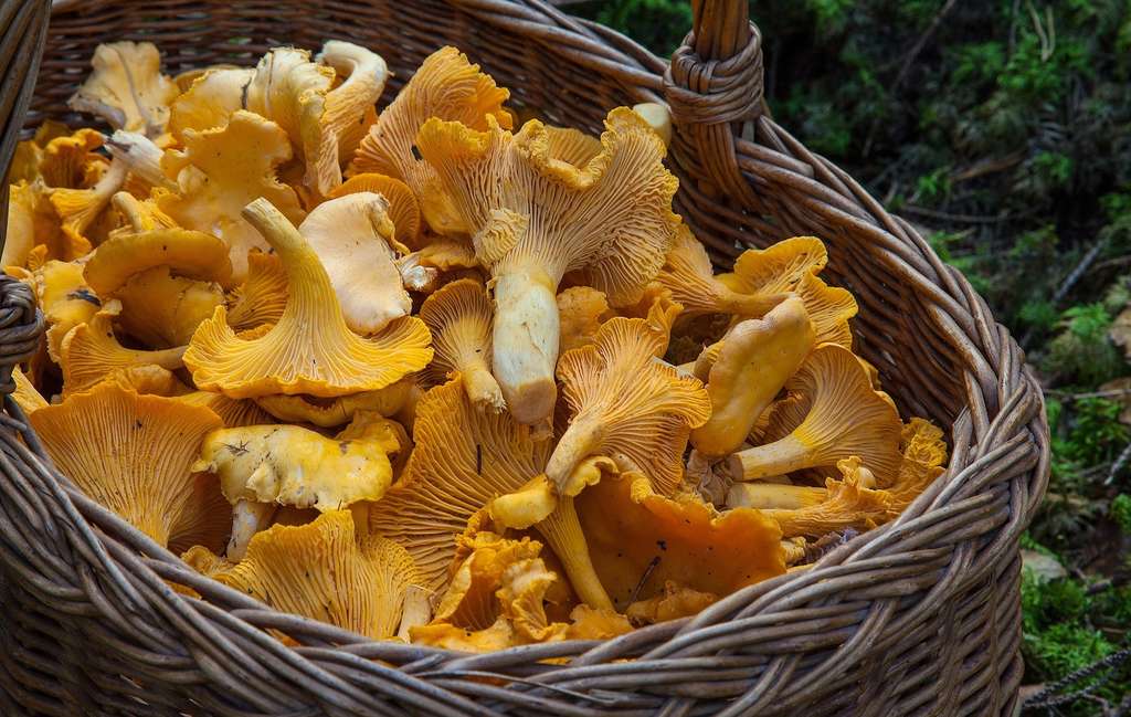 Les champignons constituent une source importante de sélénium, un antioxydant qui permet de renforcer le système immunitaire et protège des maladies cardio-vasculaires. © Barbroforsberg, Pixabay, DP
