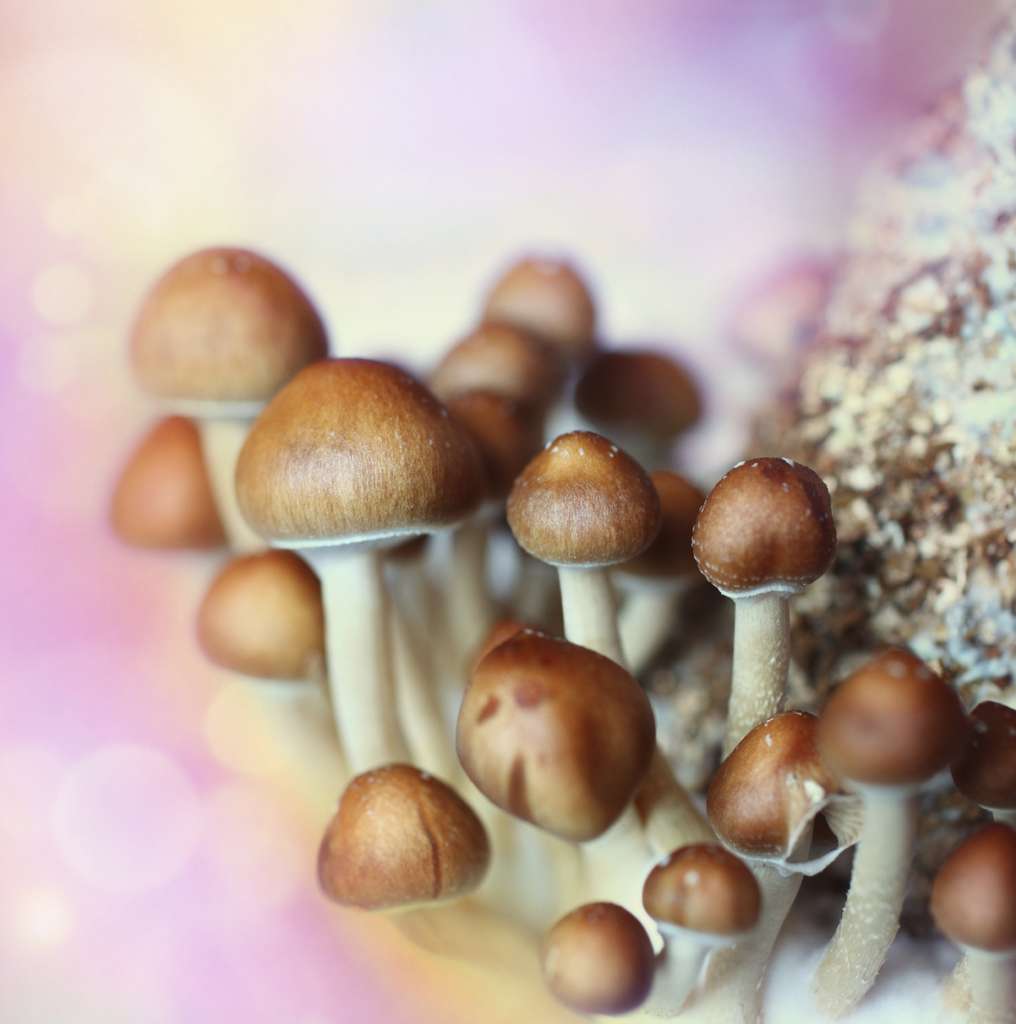 Une étude recommande aux hommes de plus de 50 ans de consommer des champignons pour prévenir le cancer de la prostate. © gilaxia, istockphoto.com