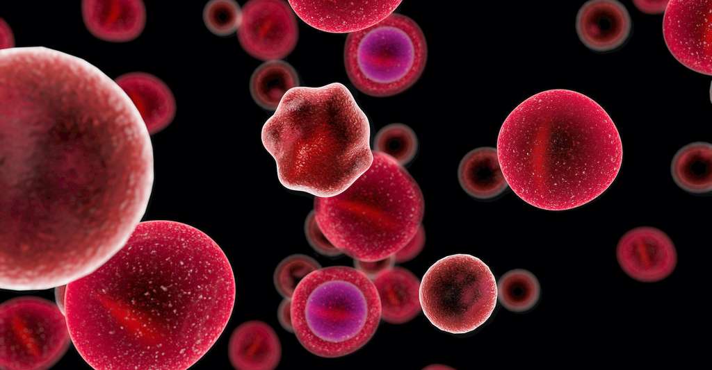 Les lymphocytes T cytotoxiques sont des cellules immunitaires capables de tuer des cellules infectées ou des cellules cancéreuses, des globules blancs qui éliminent toute cellule indésirable pour l’organisme. © Giovanni Cancemi, Adobe Stock