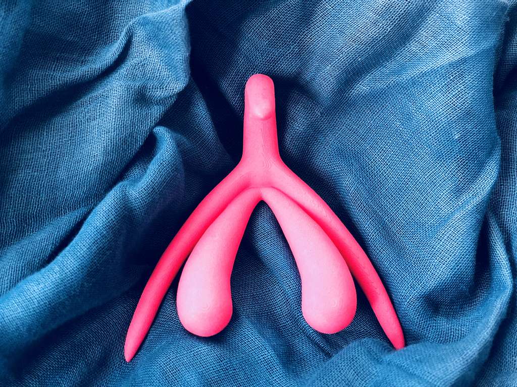 Clitoris imprimé en 3D. Sa partie visible ne comporte que le gland, mais la partie immergée de l