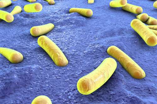 Les premières bactéries observées avaient des formes de bâton (bakteria en grec). © Kateryna Kon, Shutterstock