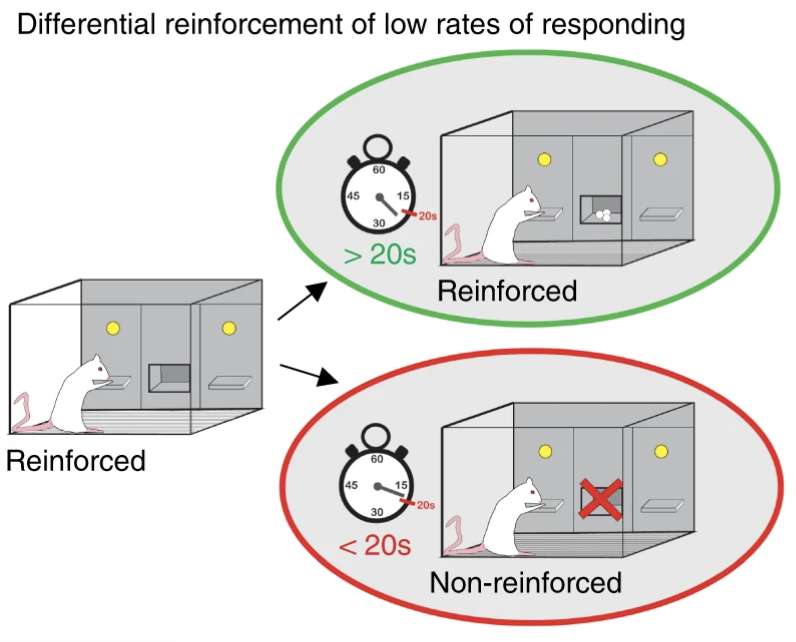 Les chercheurs ont entraîné des rats à appuyer sur un levier pour recevoir une pastille de nourriture. Si un rat appuyait trop tôt, celui-ci devait patienter 20 secondes de plus pour obtenir la pastille. © Nature, CC by 4.0