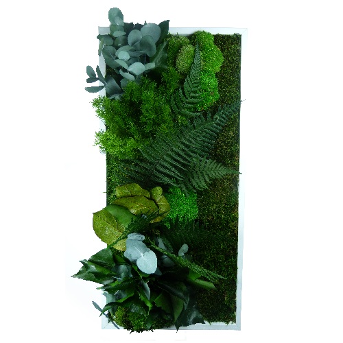 Tableau végétal Ecologie Shop - Tableau végétal RECTANGLE 27 x 57