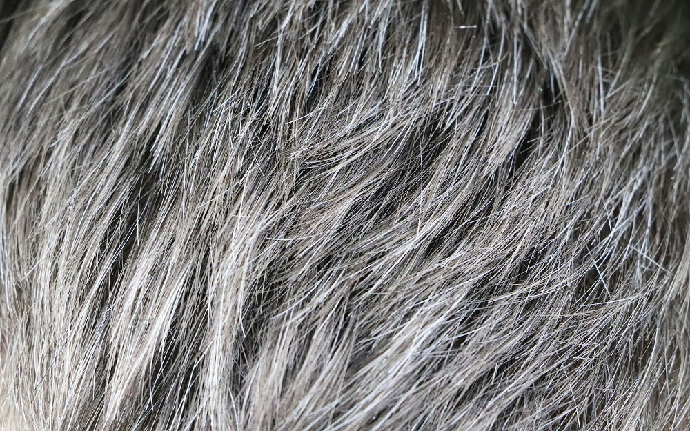Oui, le stress favorise l’apparition des cheveux gris