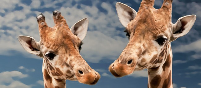Ces girafes vont-elles s’embrasser ? - Pixabay/CC0