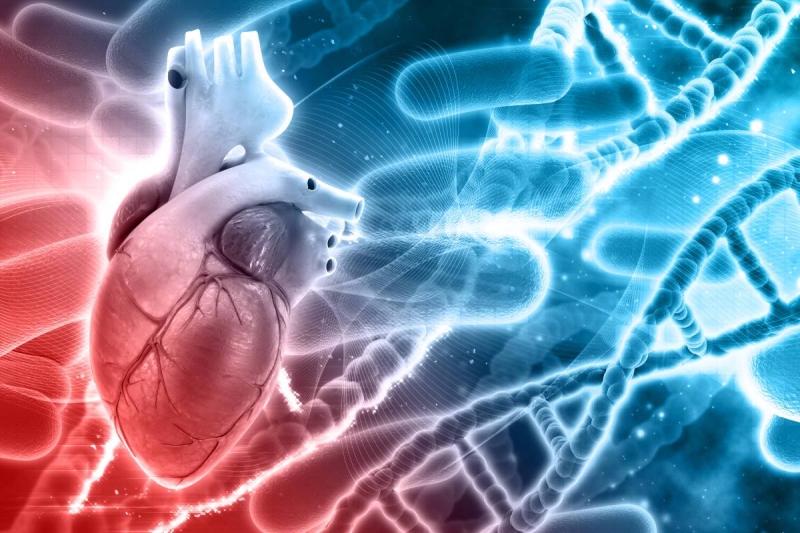 Maladies cardiaques : demain, transformer le diagnostic grâce à l’IRM en couleurs