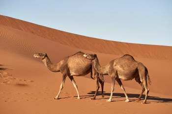 Comment les animaux survivent-ils dans le désert ?